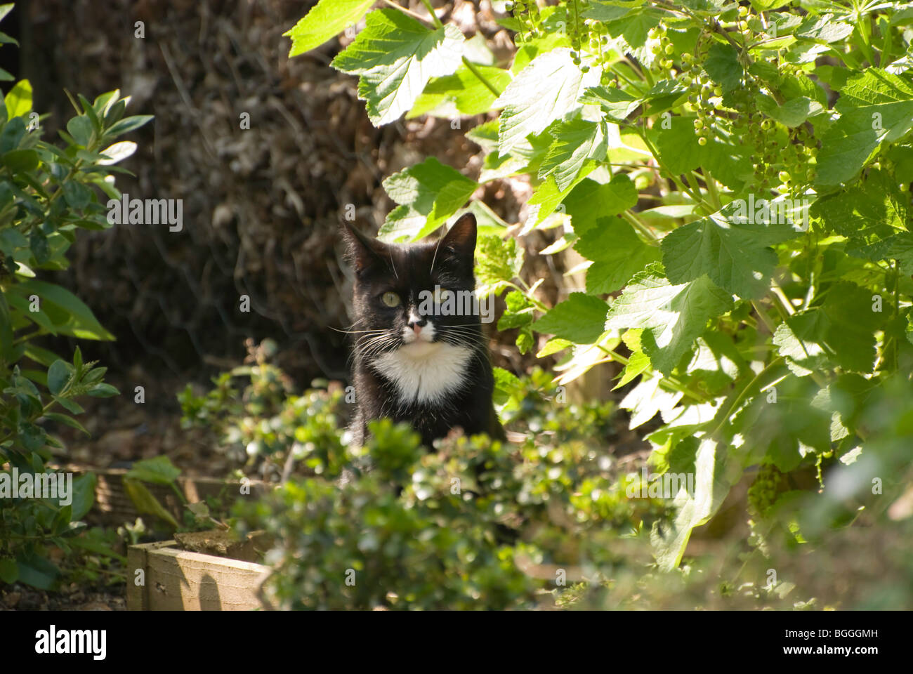 Cat siting in garden Stock Photo
