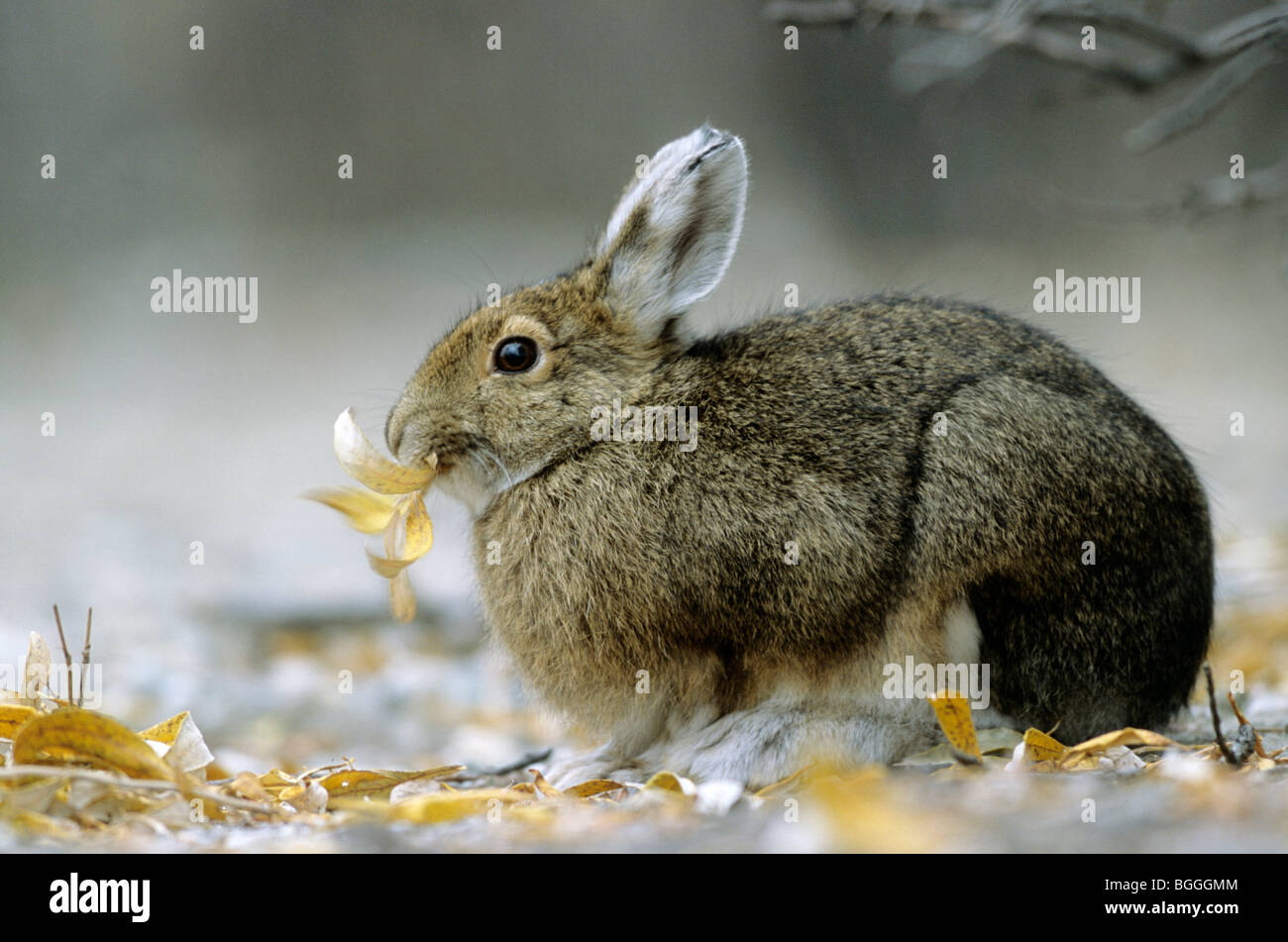 Snowshoe hares lepus americanus eating leafs hires stock photography