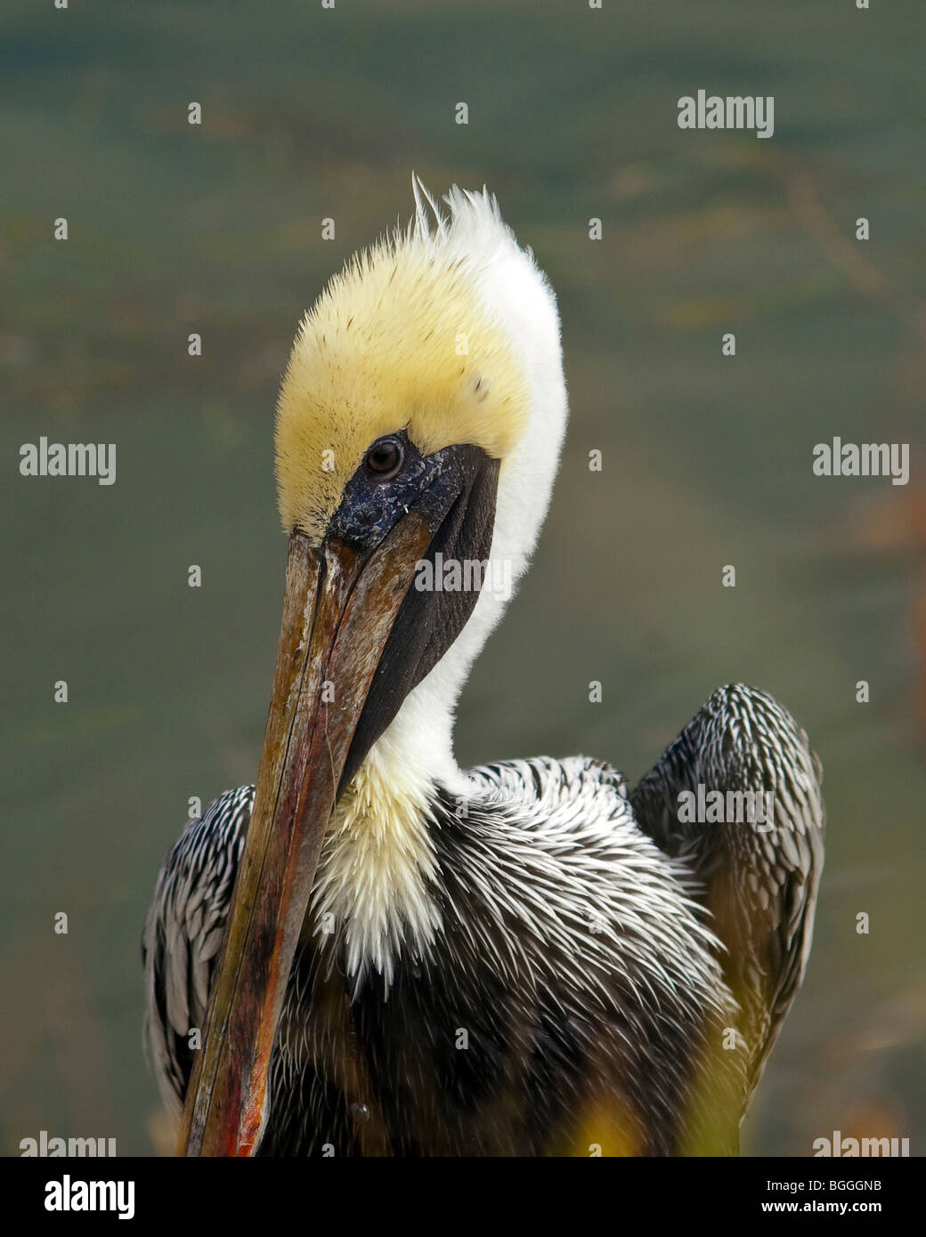 BROWN PELICANS ARE COMMON ON THE SEACOASTS OF FLORIDA USA (PELECANUS OCCIDENTALIS) Stock Photo