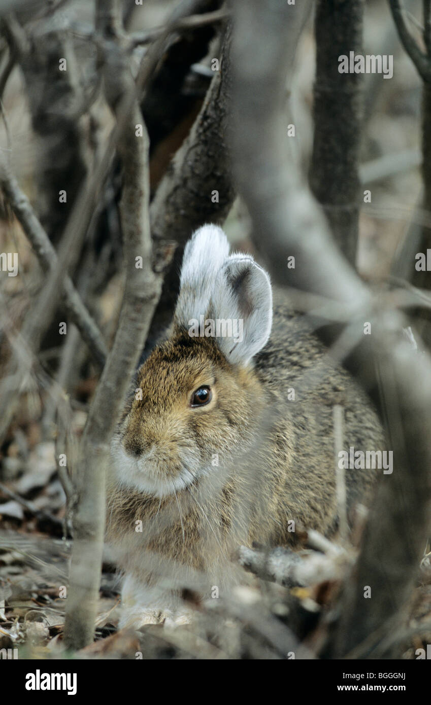 Snowshoe Hares (Lepus americanus) sitting in undergrowth, Denali