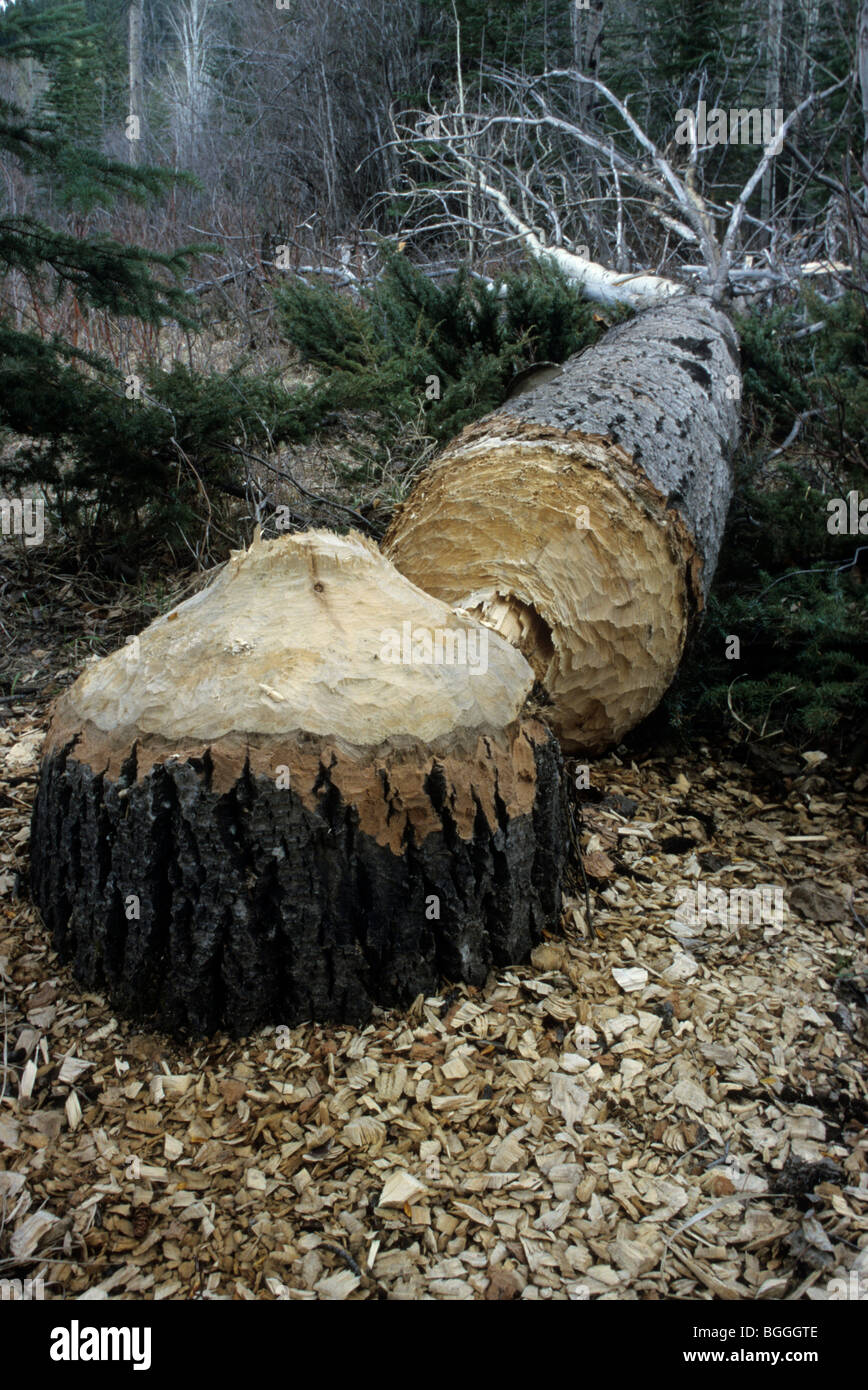 Tree cut down by a beaver, Jasper National Park, Alberta, Canada Stock ...