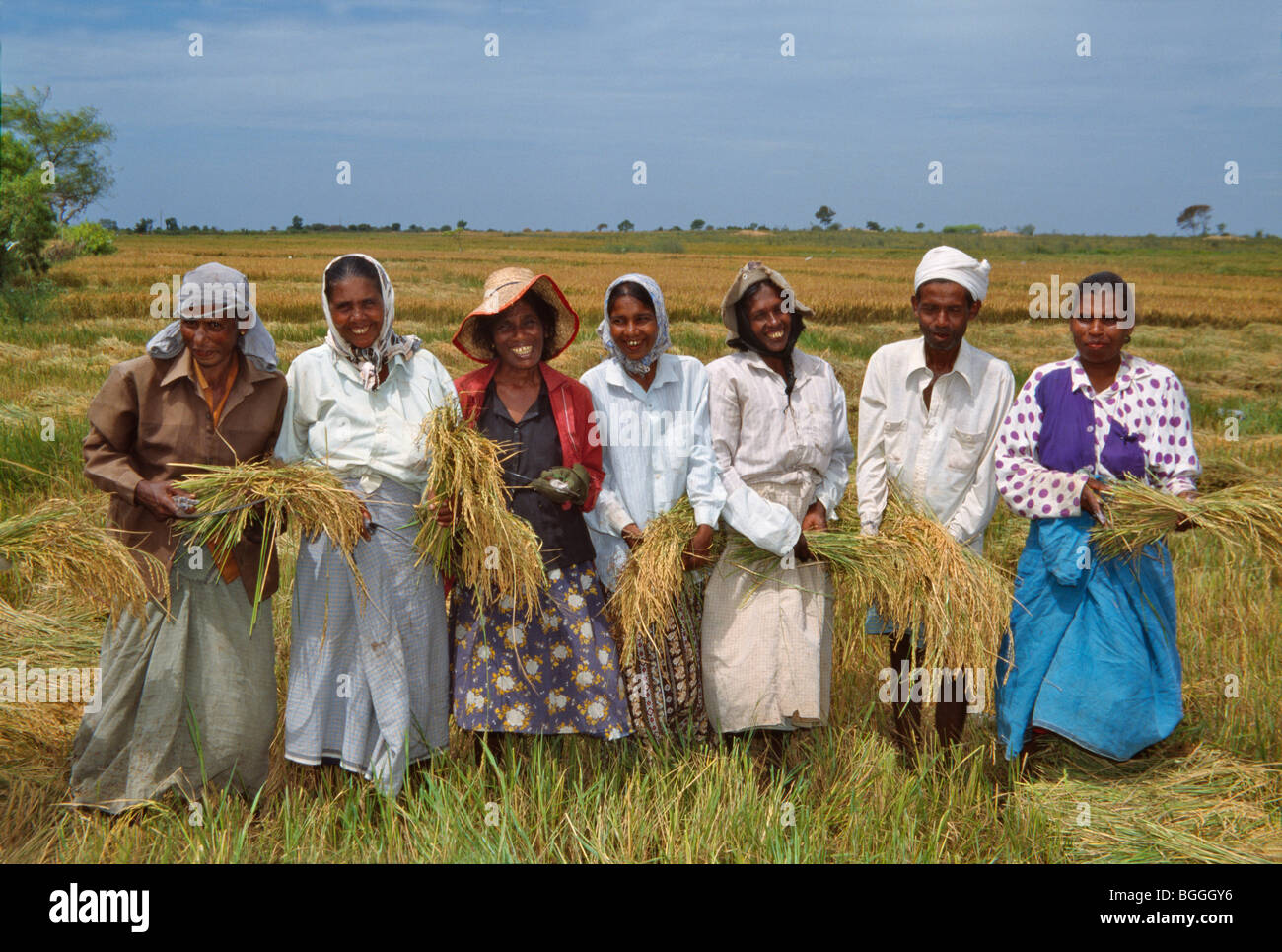 Farmers harvesting rice, Mambamtota, Sri Lanka Stock Photo