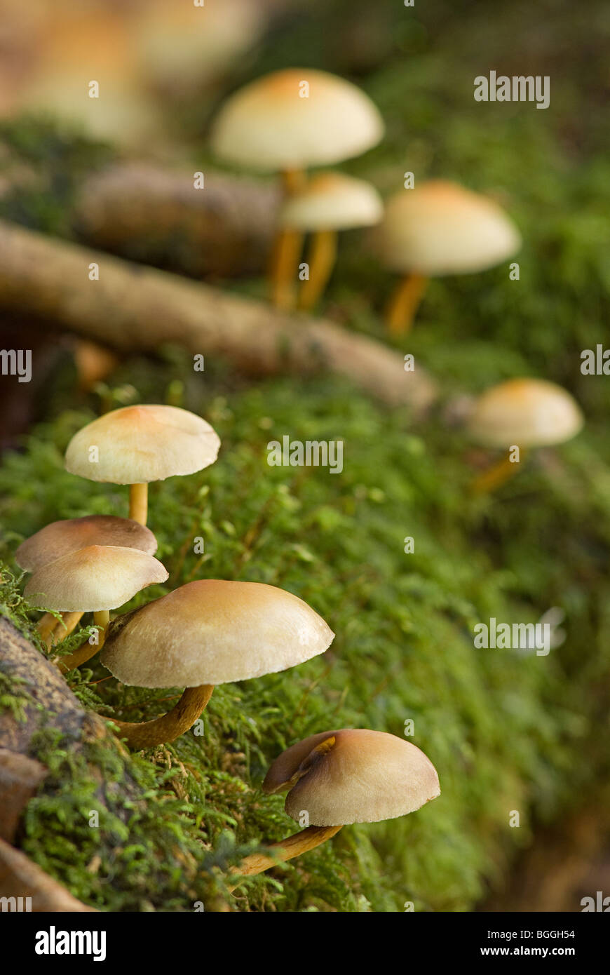Beautiful macro close up of woodland mushrooms growing in an English woodland in Autumn Stock Photo
