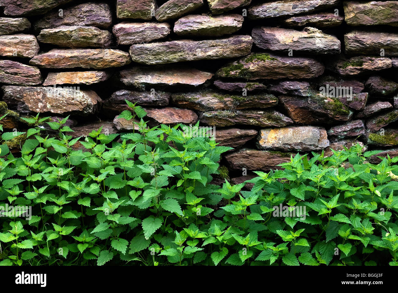 Dry Stone wall surrounded by nettle Stock Photo