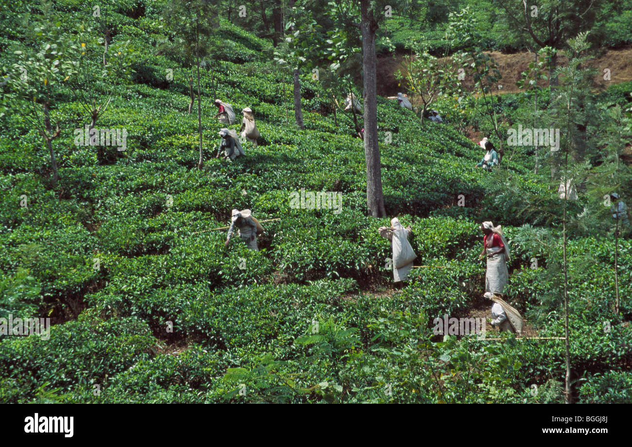 Harvesting tea, Hali Ella, Sri Lanka Stock Photo