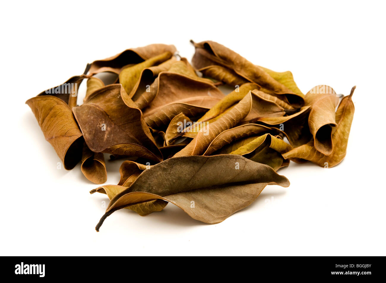 Dead leaves on a white background Stock Photo