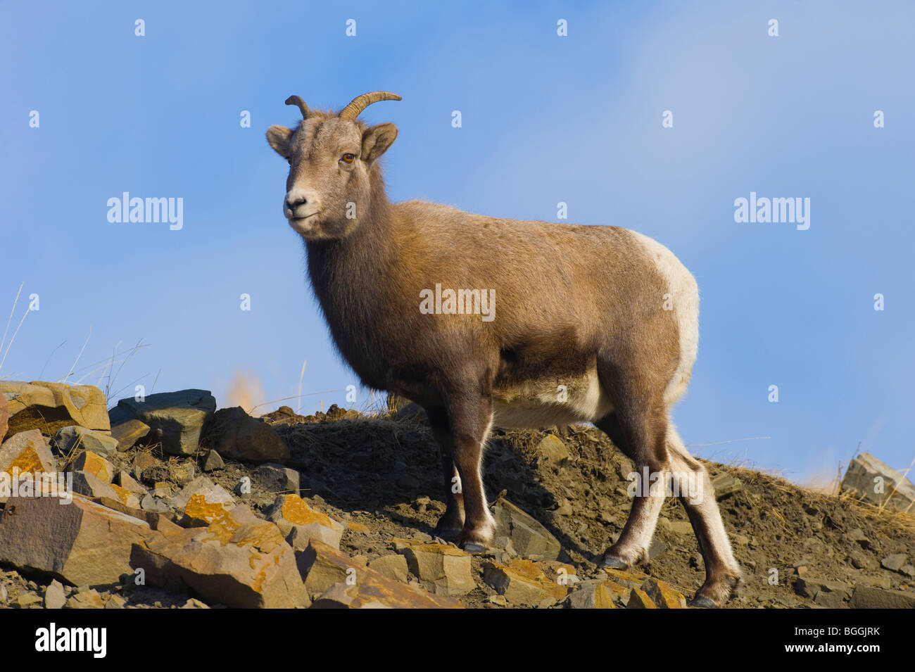 A female Bighorn sheep in her natural habitat. Stock Photo