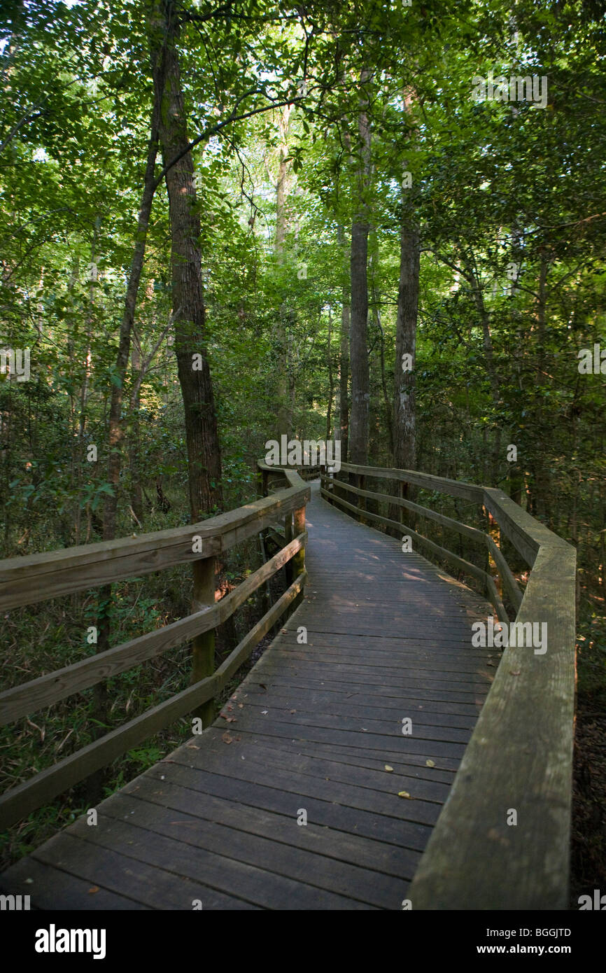 Elevated boardwalk through wooded forest trees, Congaree National Park, near Columbia, South Carolina. Stock Photo