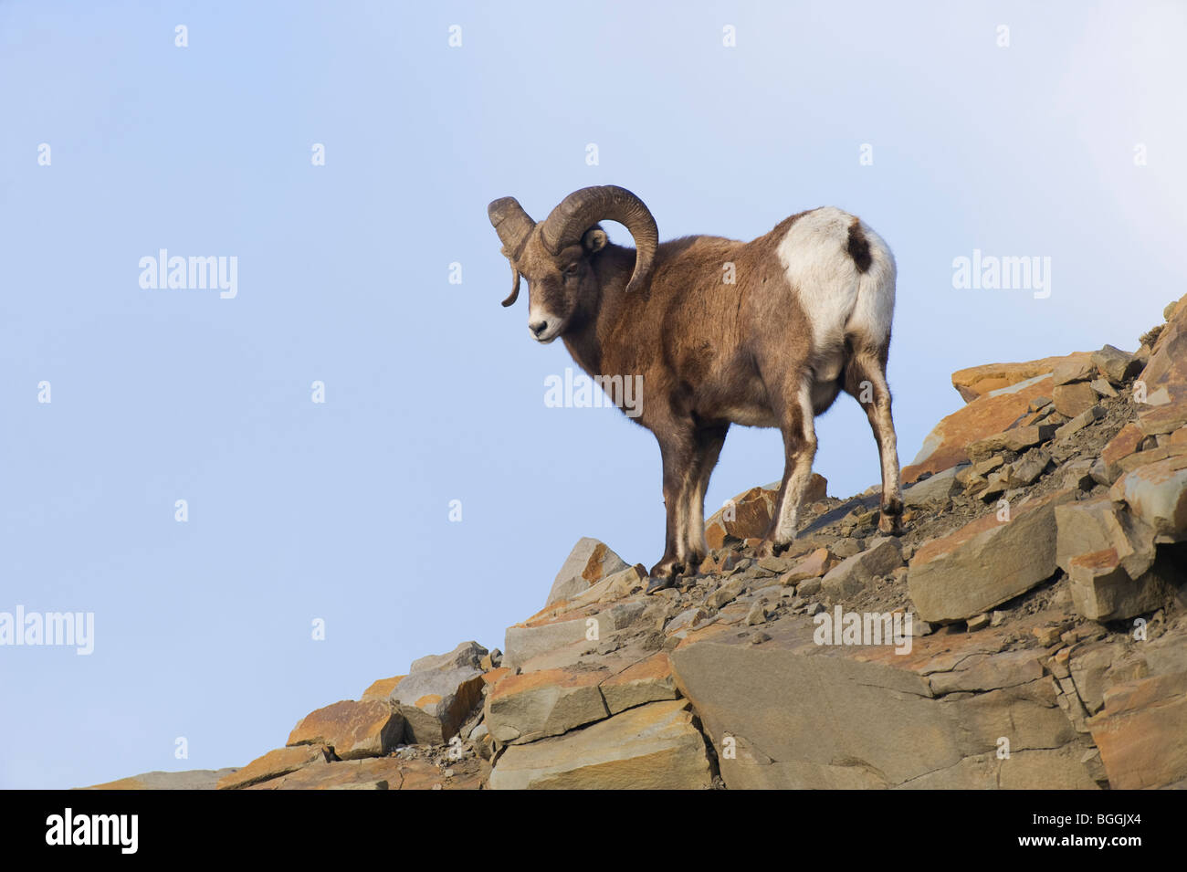 An adult male Bighorn Sheep Stock Photo