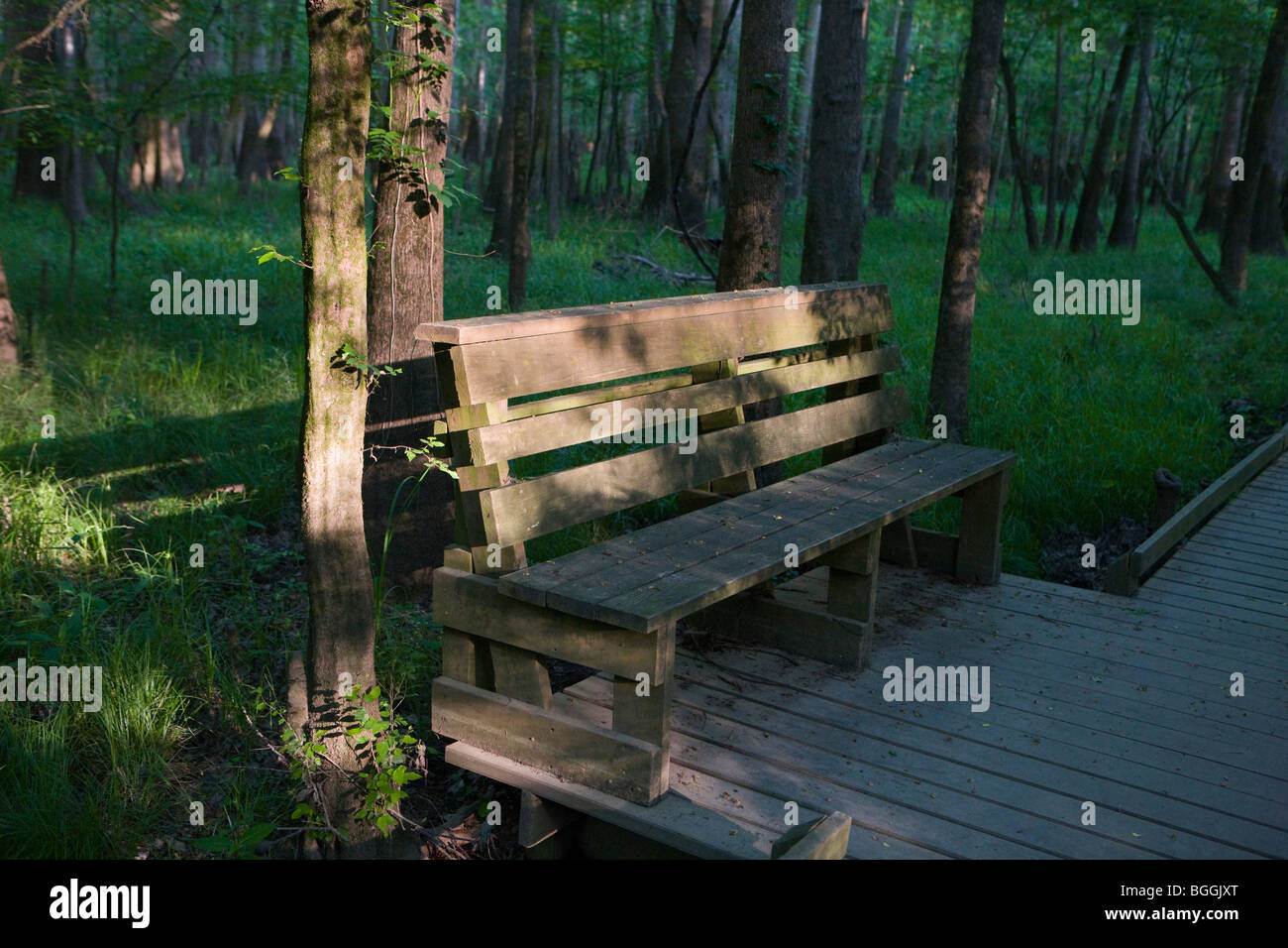 Bench illuminated by sunlight on boardwalk next to forest trees, Congaree National Park, near Columbia, South Carolina. Stock Photo