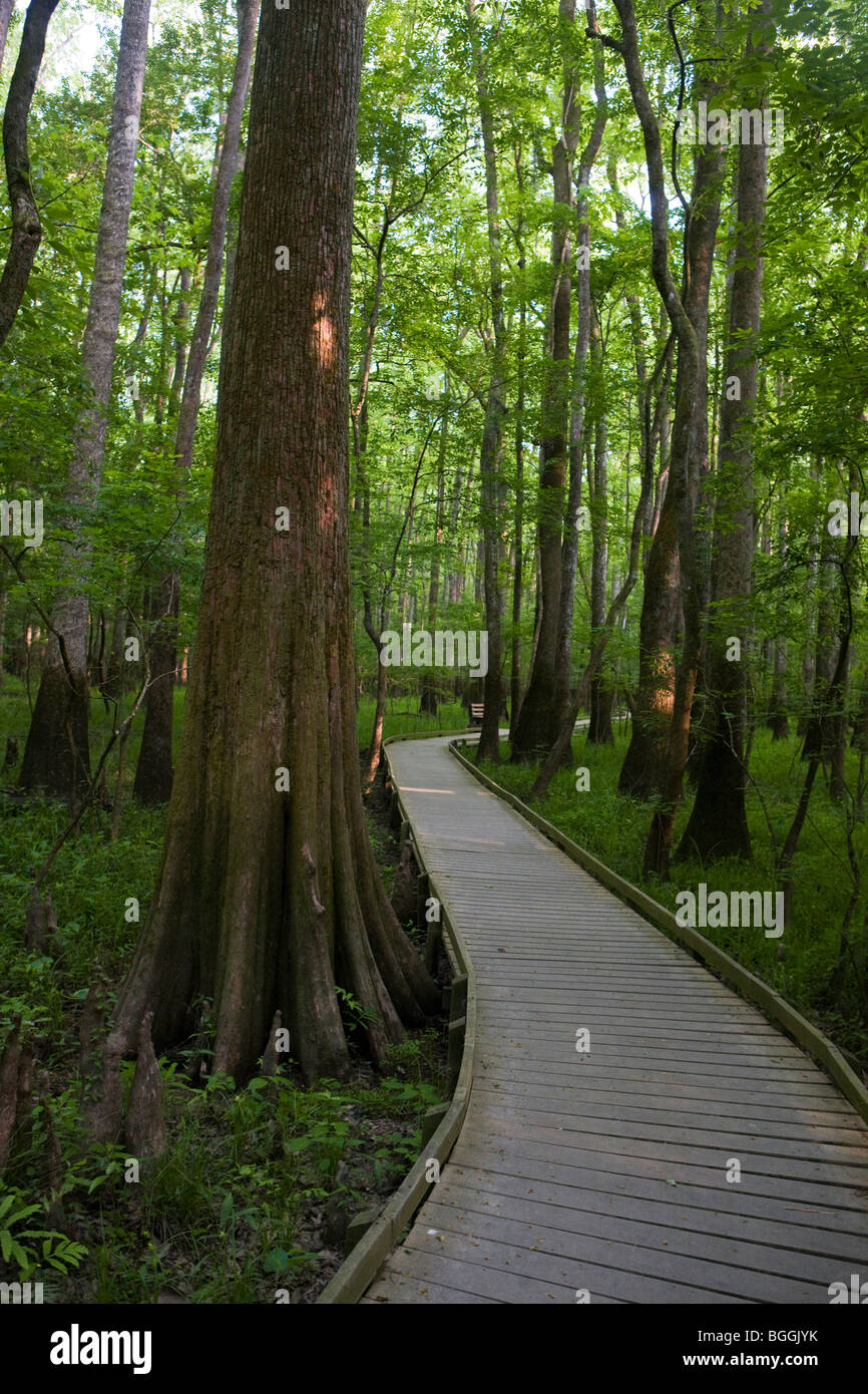 Boardwalk path winds its way through forest trees, Congaree National Park, near Columbia, South Carolina. Stock Photo