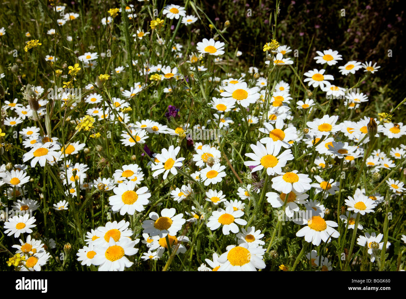 Naturalezas silvestres hires stock photography and images Alamy