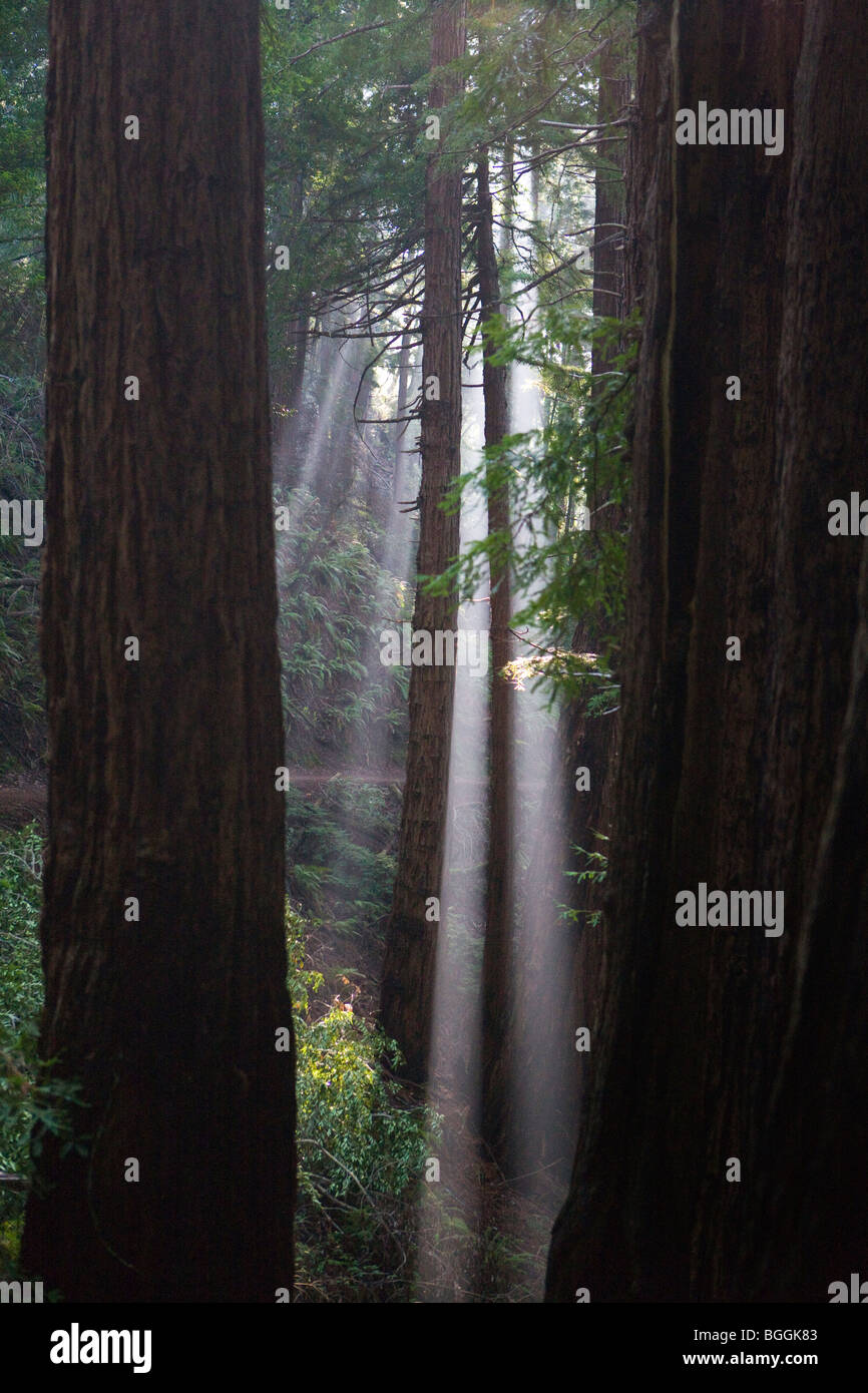 Light beam through the trees hi-res stock photography and images - Alamy