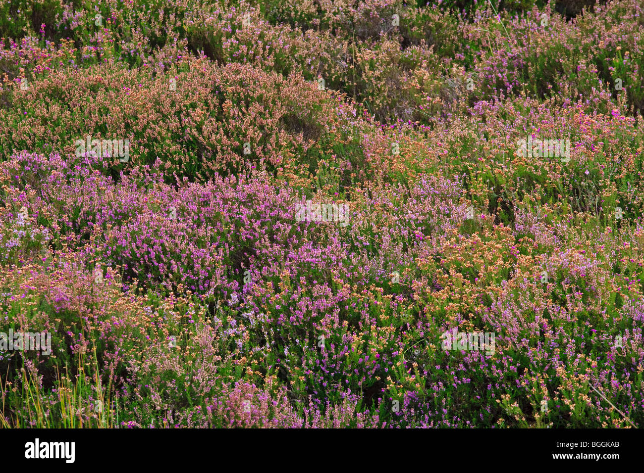The heather moorlands of Ballyhacket Magilligan near the village of Downhill, County Londonderry, Northern Ireland Stock Photo