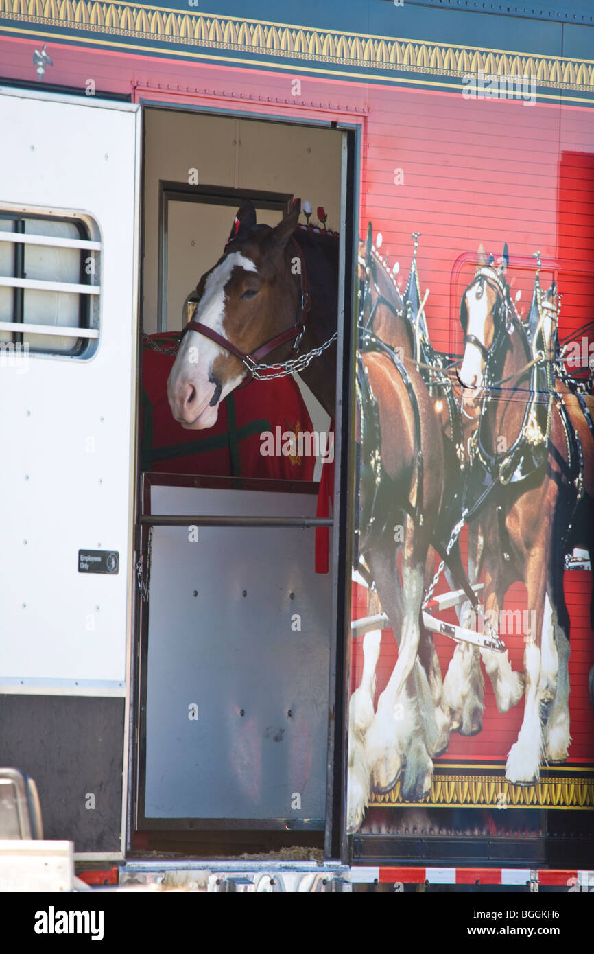 Budweiser Clydesdale horse in trailer Stock Photo - Alamy, image size:866x1390