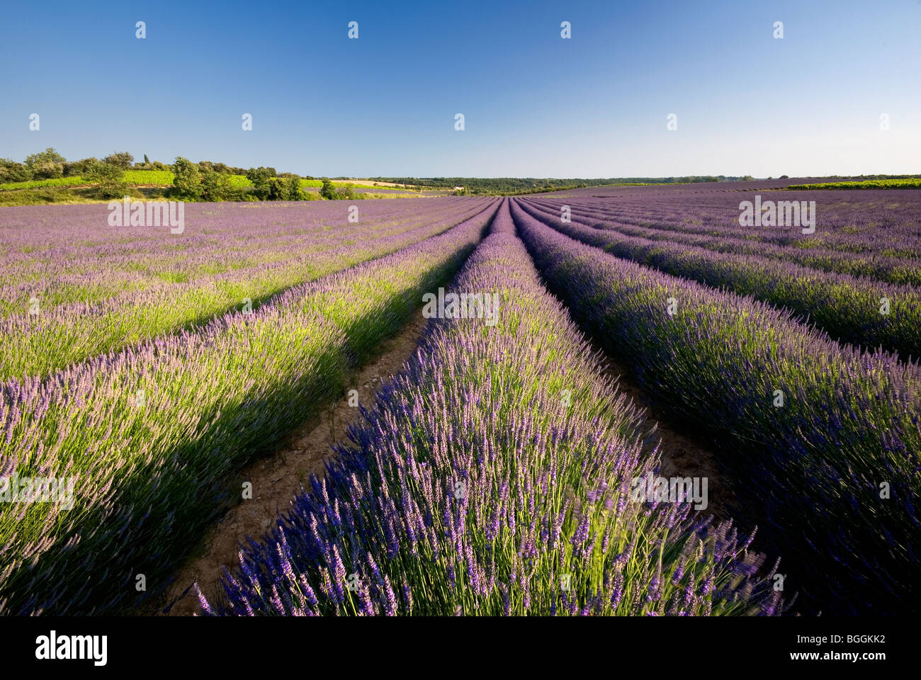 Lavender Fields, Provence, France, Europe Stock Photo