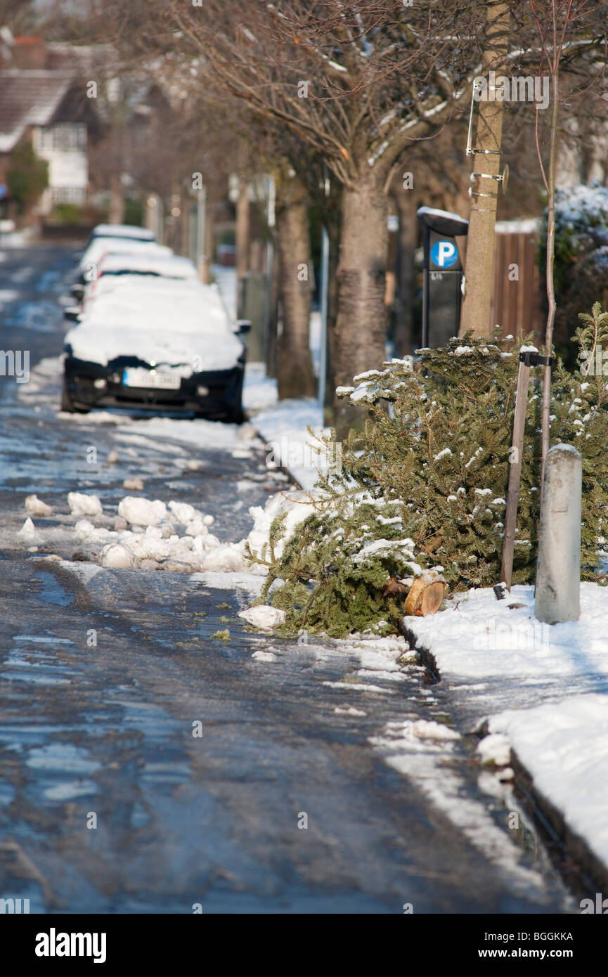 Old Christmas Trees at roadside awaiting recycling Stock Photo Alamy