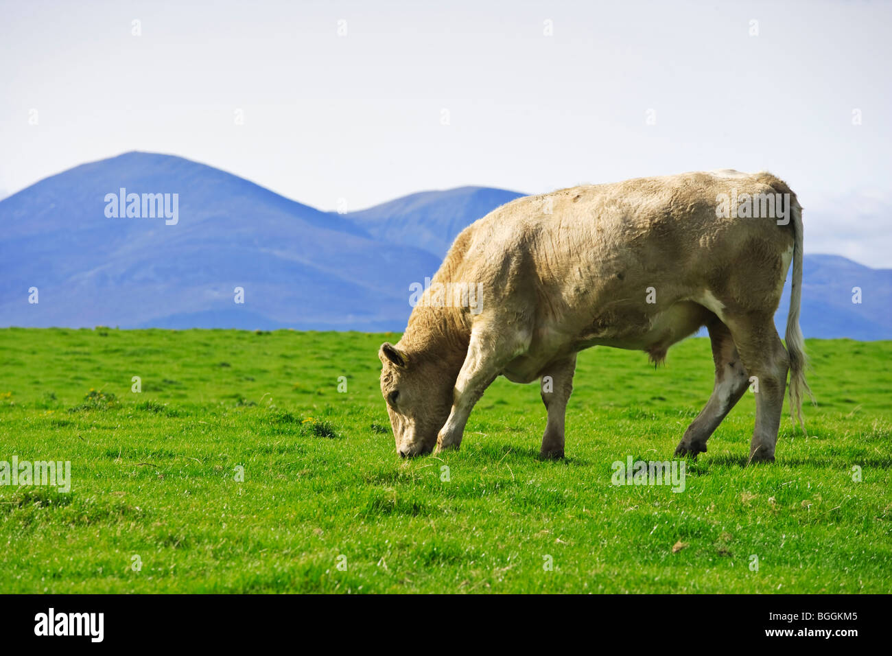 Cow grazing near St John's point with the Mourne mountains as a backdrop, County Down, Northern Ireland Stock Photo