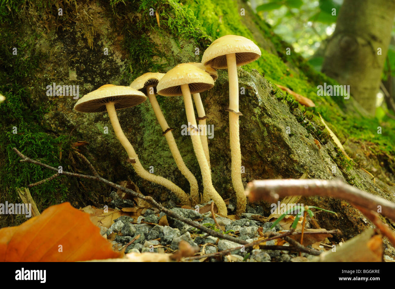 Mushrooms (Fungi) close to rock, Bavaria, Germany, low angle view Stock Photo