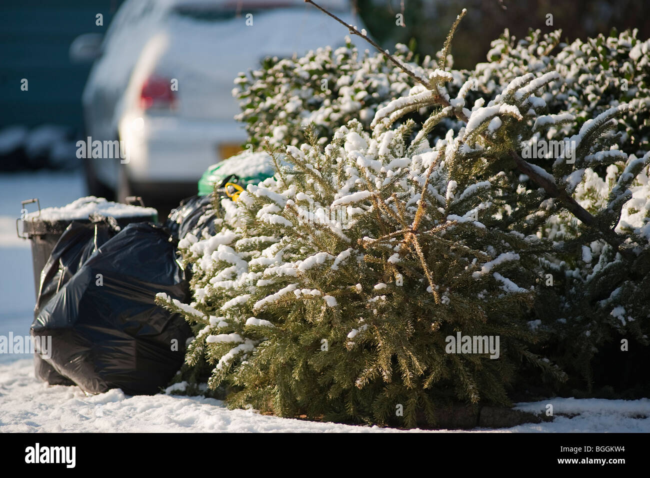 Old Christmas Trees at roadside awaiting recycling Stock Photo Alamy