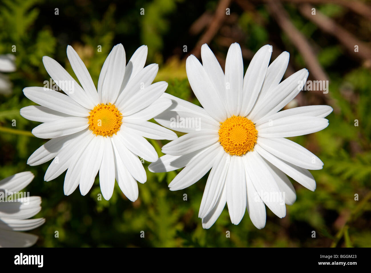 Flor margaritas hires stock photography and images Alamy
