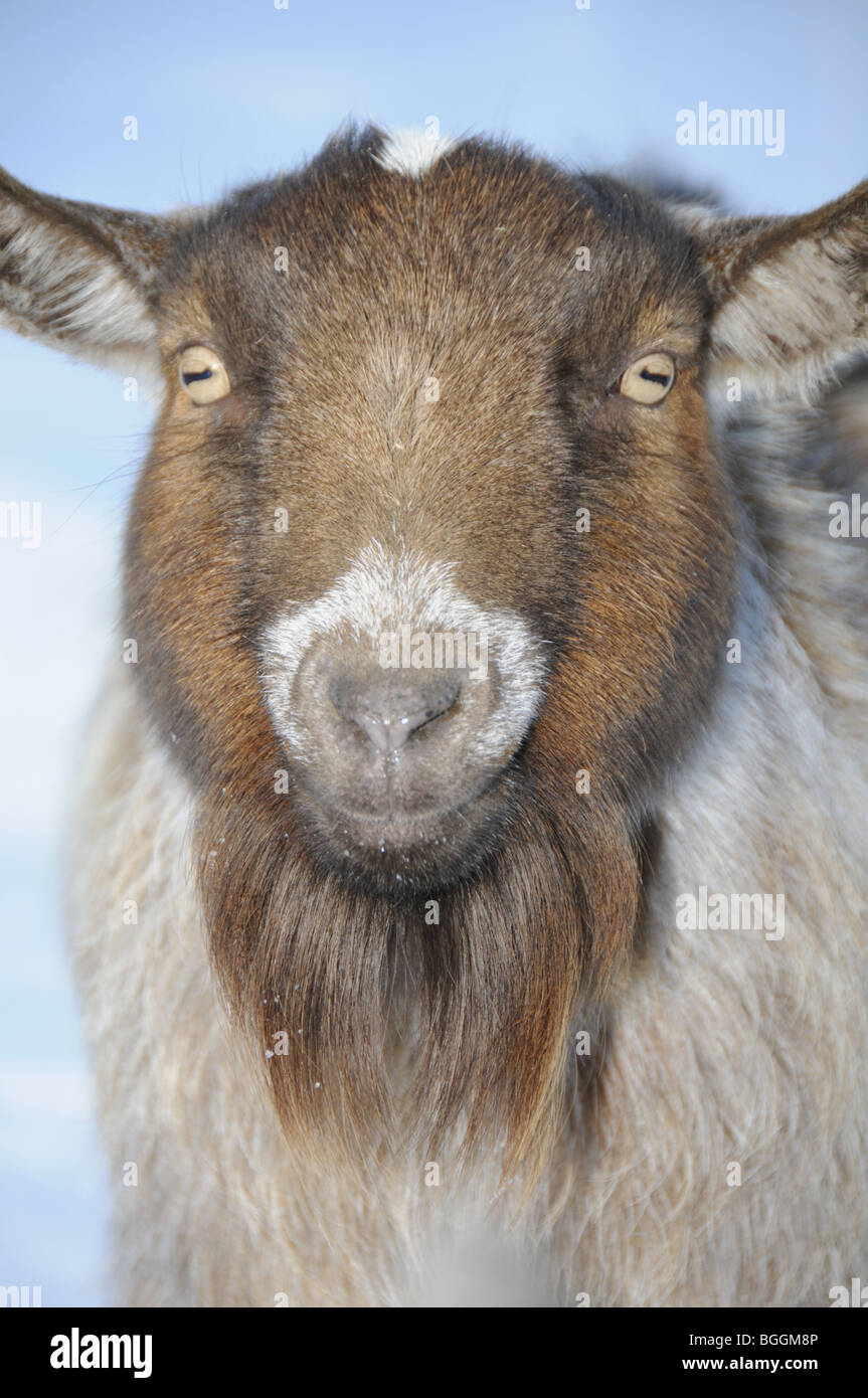 Goat in snow Stock Photo Alamy
