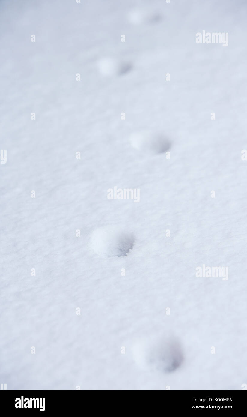 single cat prints in the snow in the uk Stock Photo