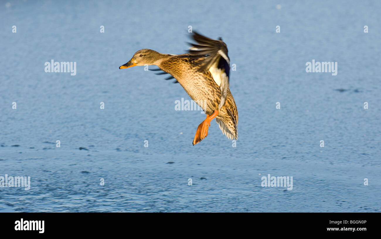 Female adult Mallard landing onto a lake Stock Photo