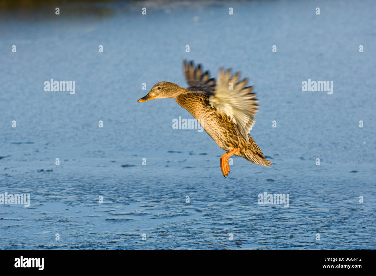 Female adult Mallard landing onto a lake Stock Photo