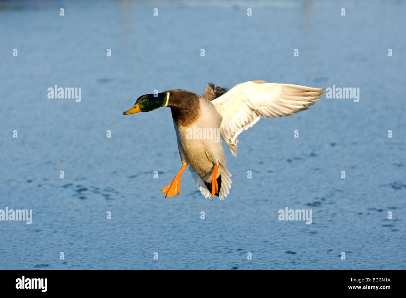 Male adult Mallard landing onto a lake Stock Photo
