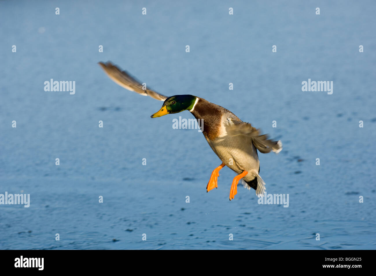 Male adult Mallard landing onto a lake Stock Photo