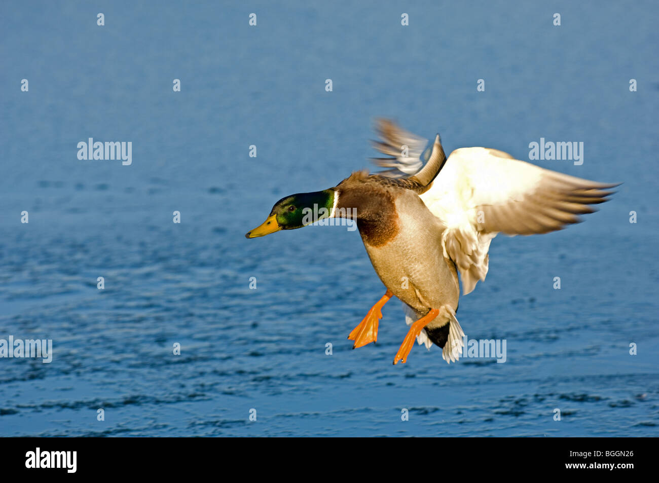 Male adult Mallard landing onto a lake Stock Photo