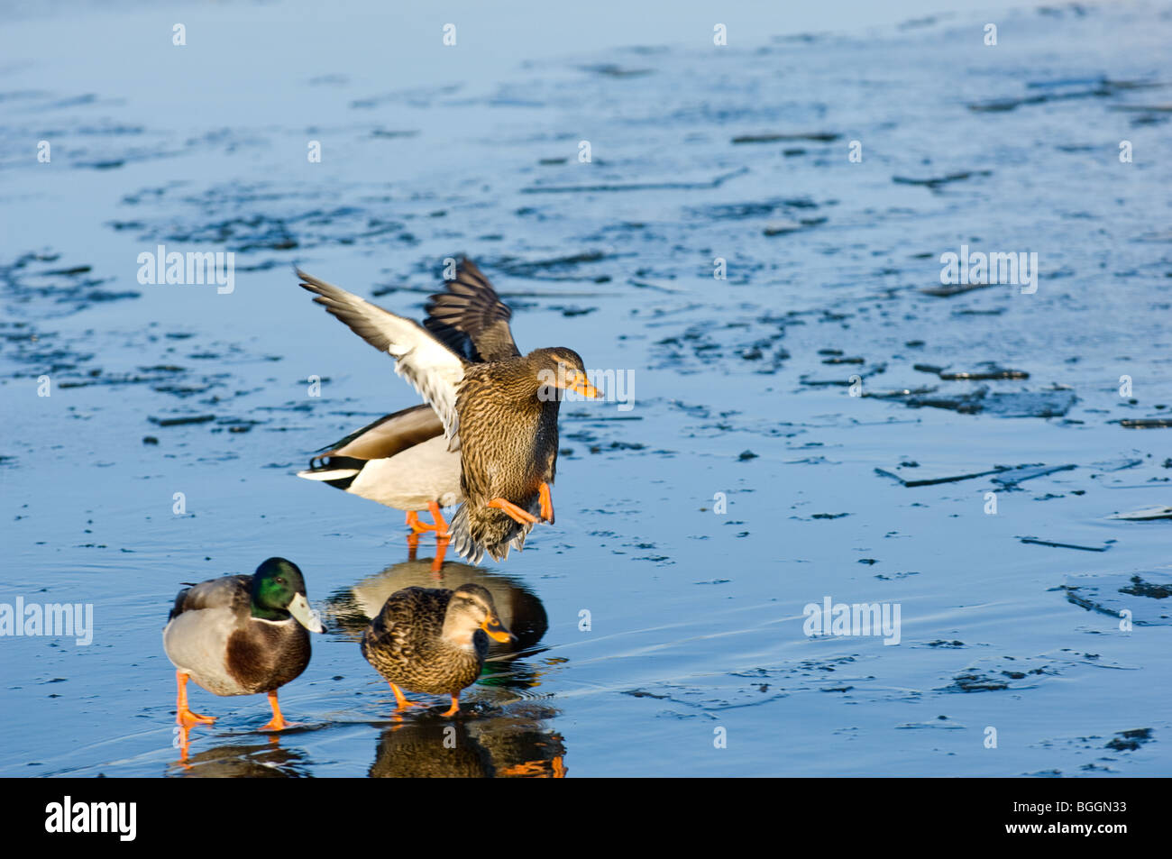 Female adult Mallard landing onto a frozen lake Stock Photo
