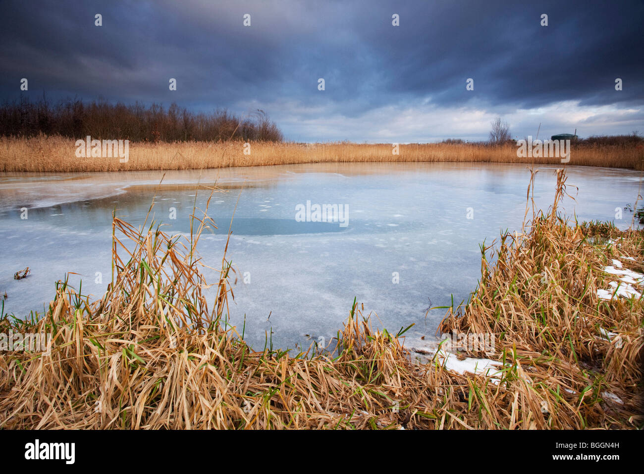 A frozen pond with a patch of reeds in the foreground on a cold winter morning Stock Photo