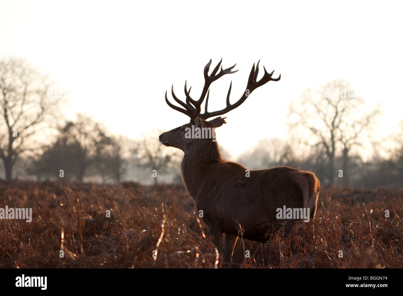A Stag standing in some bracken. Stock Photo