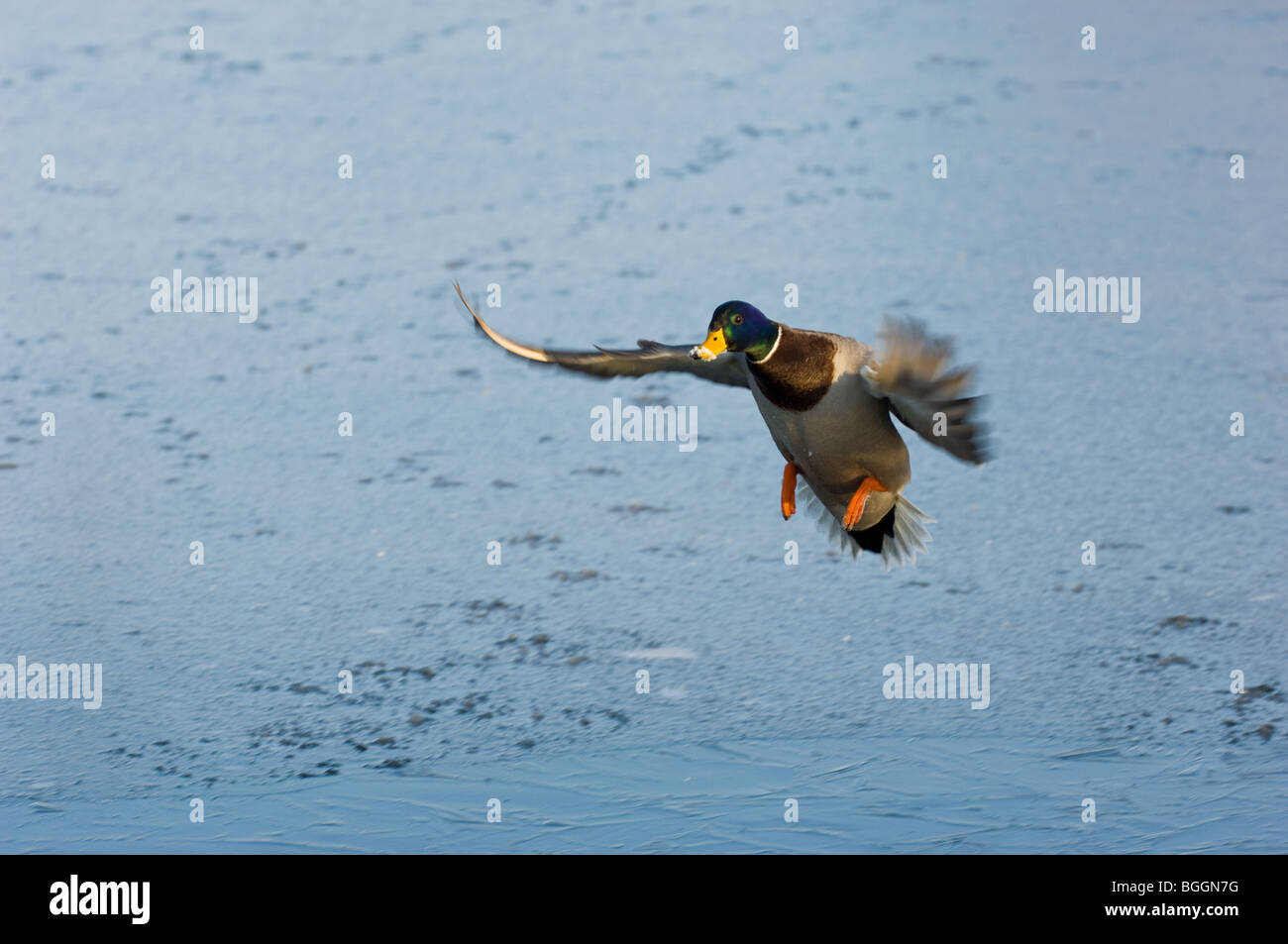 Male adult Mallard landing onto a frozen lake Stock Photo