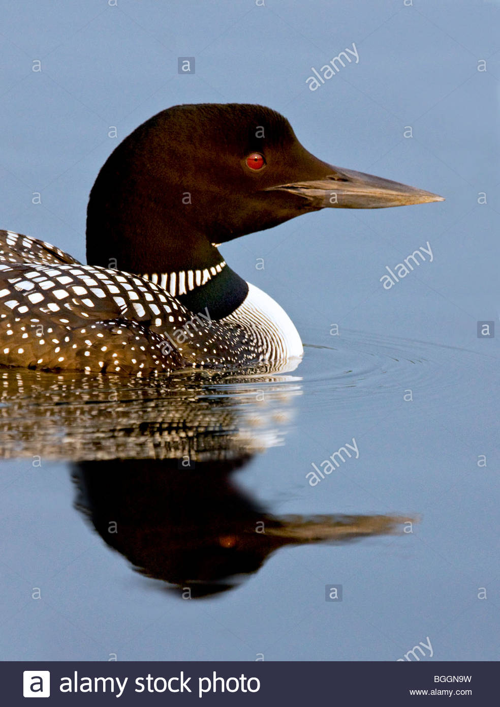 Baby Loon Stock Photos & Baby Loon Stock Images - Alamy