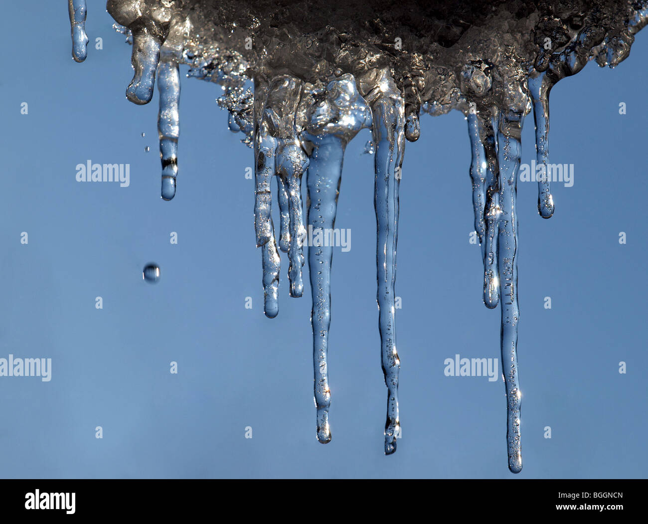 thawing icicles on bright sunny day with falling droplet of meltwater in winter symbolizing climate change and impending disaster Stock Photo
