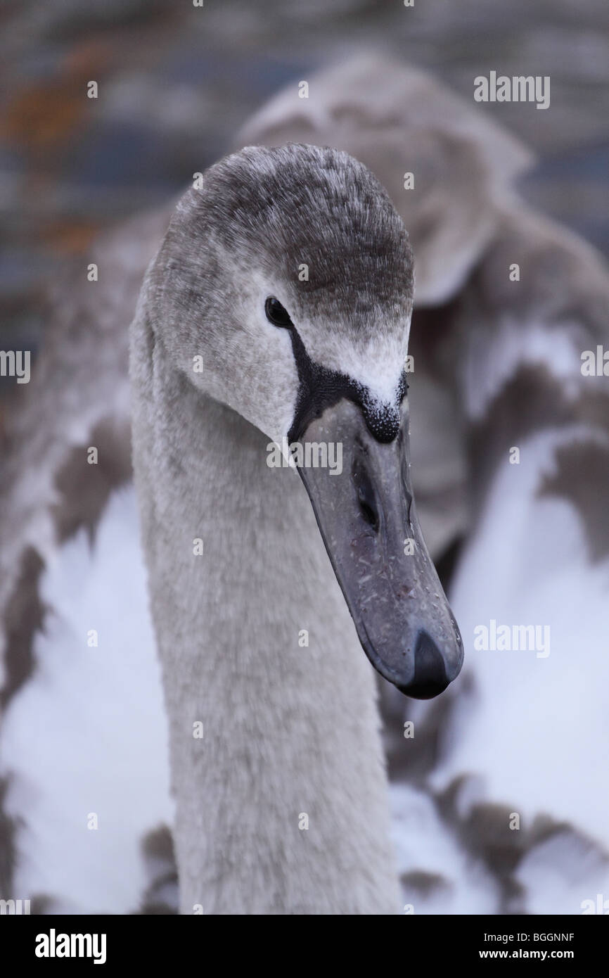 Young immature Mute Swan Cygnus Olor in January winter Stock Photo Alamy