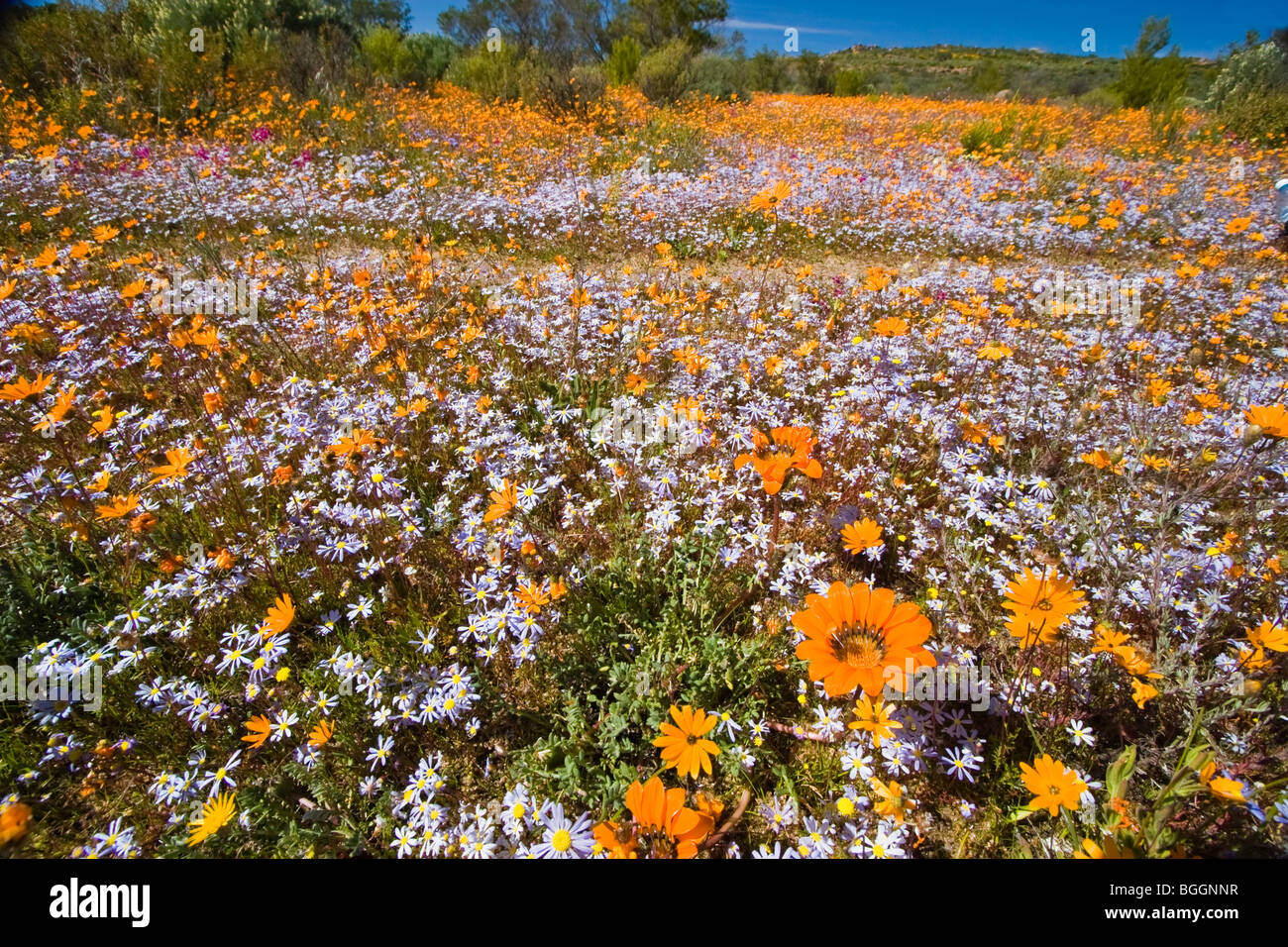 South Africa blooms Stock Photo Alamy