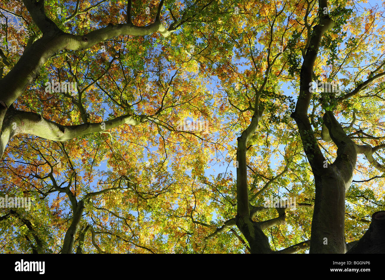 Vibrant Autumn tress - Bottom to top view Stock Photo