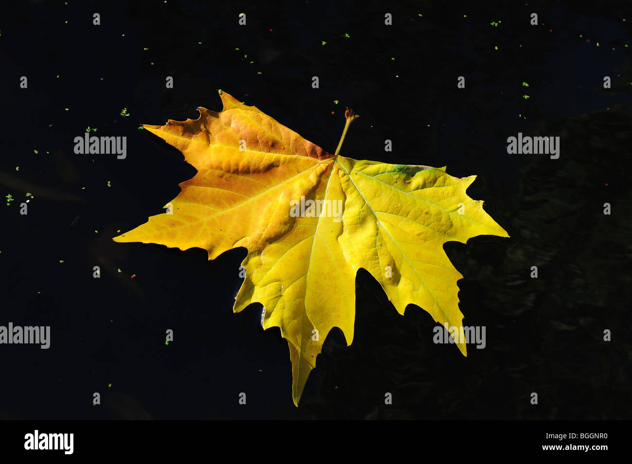 Yellow Maple Leaf - Autumn Stock Photo