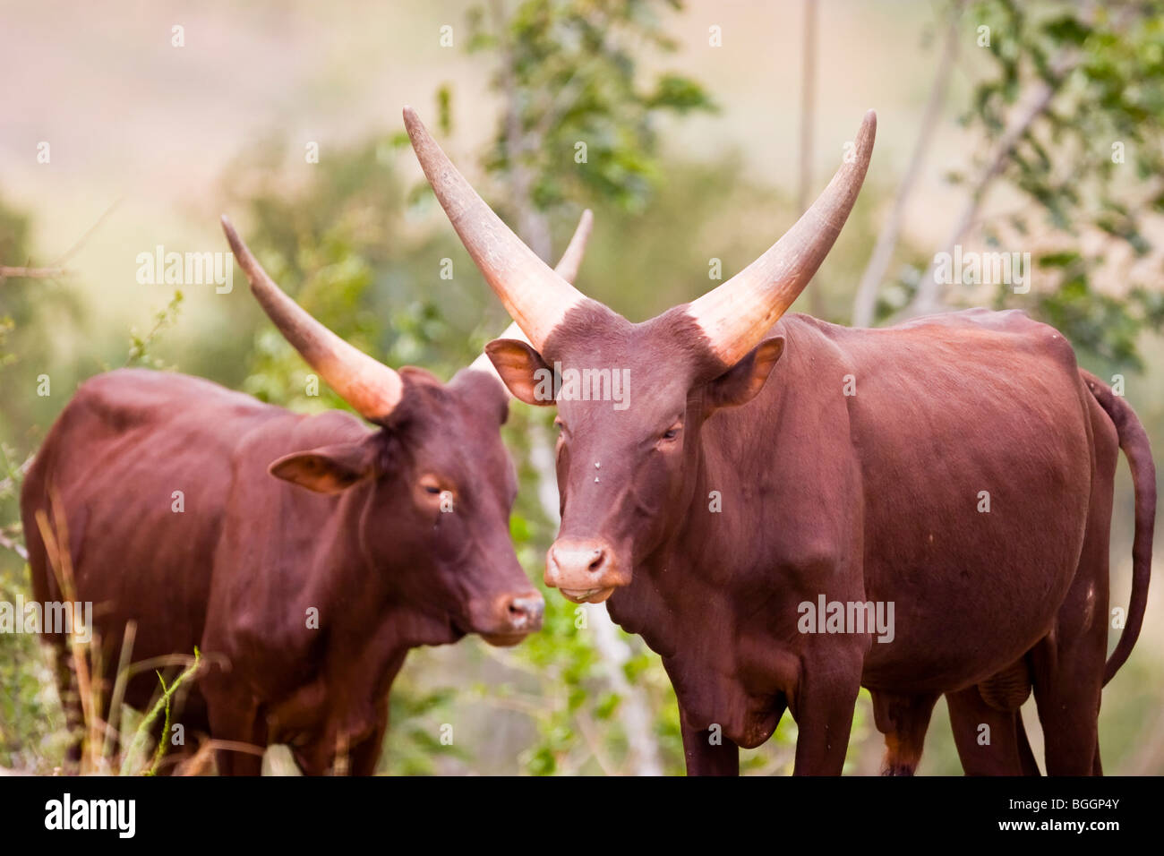Ugandan Cattle Stock Photo 27413483 Alamy