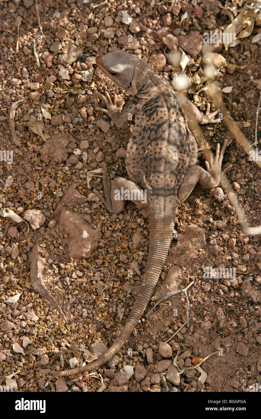 Juvenile common chuckwalla (Sauromalus ater), blends into rocks on Isla ...