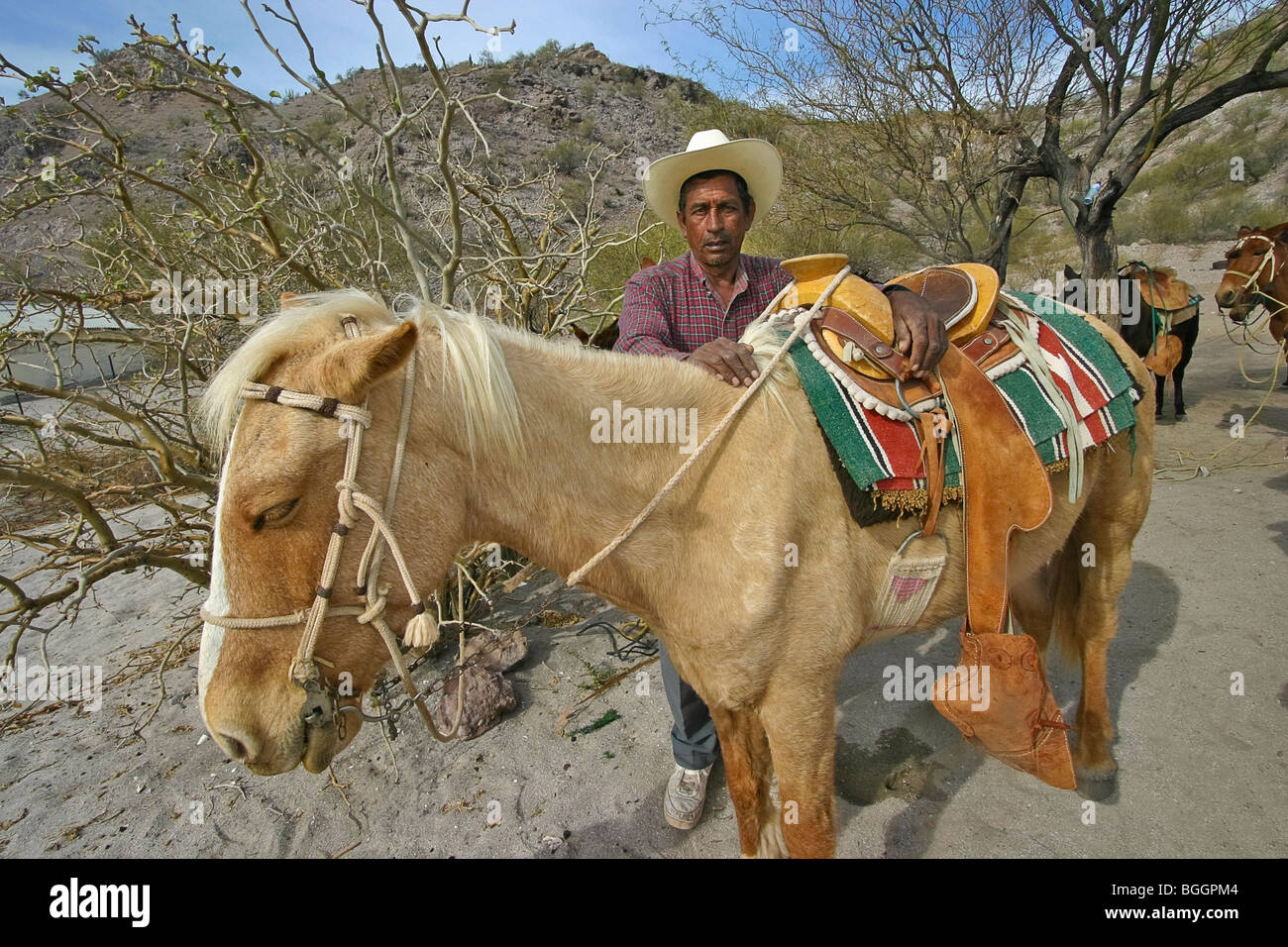 Local man saddles his mule, Baja California, Mexico. Stock Photo