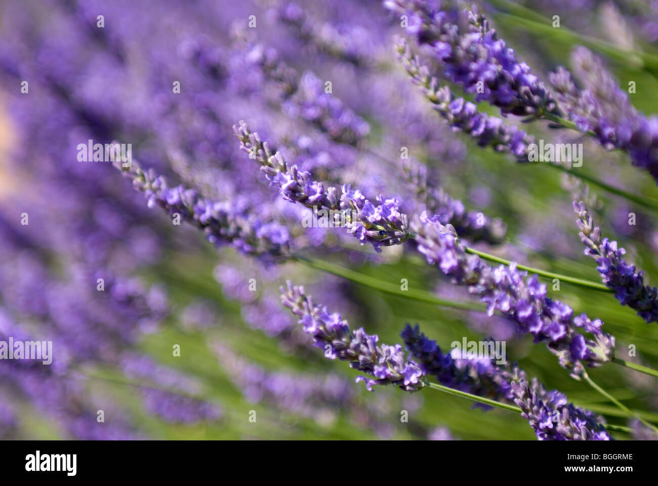 Lavender, Suze La Rousse, Provence, France, Europe Stock Photo