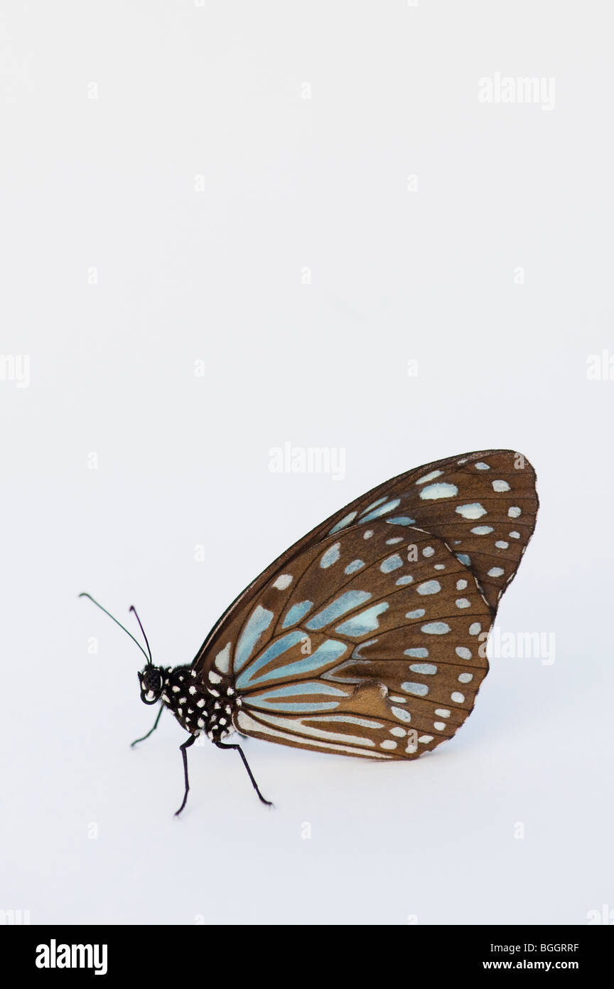 Tirumala limniace. Blue Tiger butterfly on a white background Stock Photo