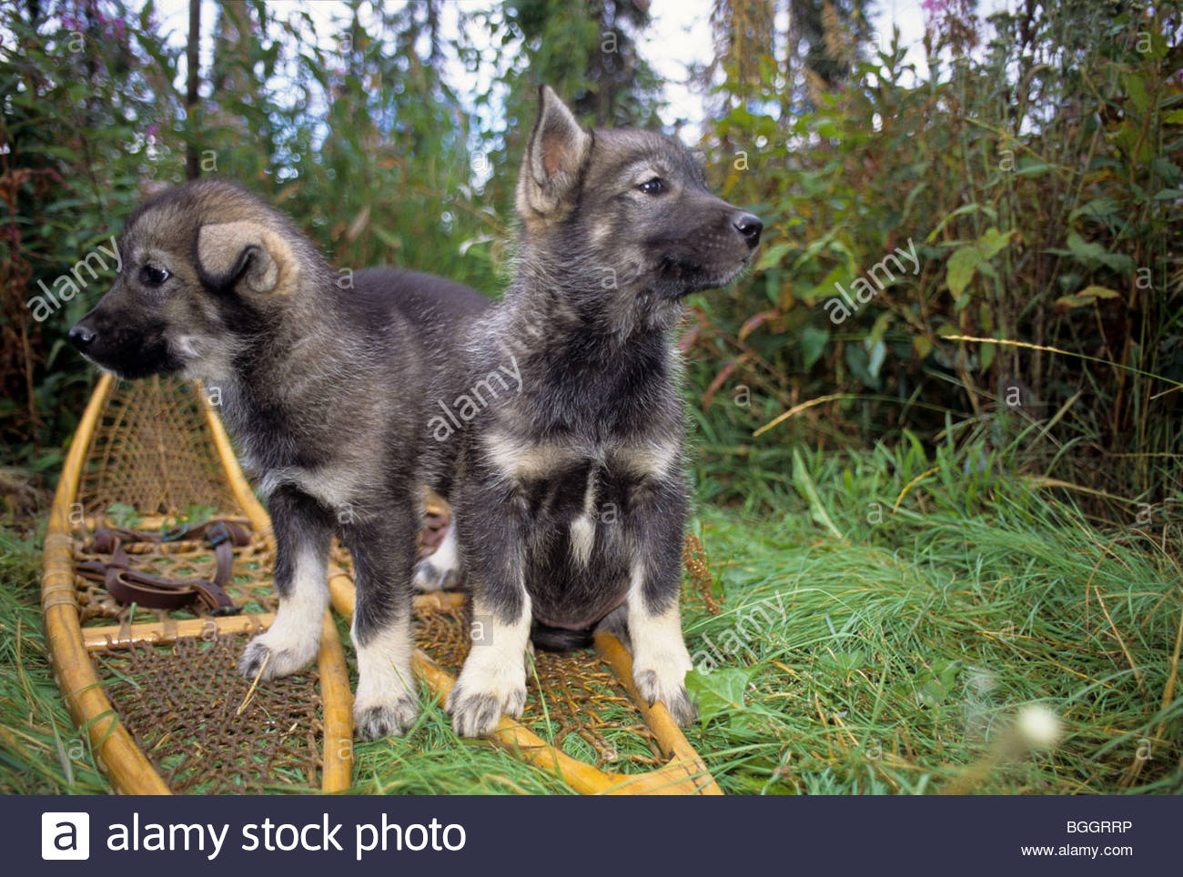 husky puppies shoes