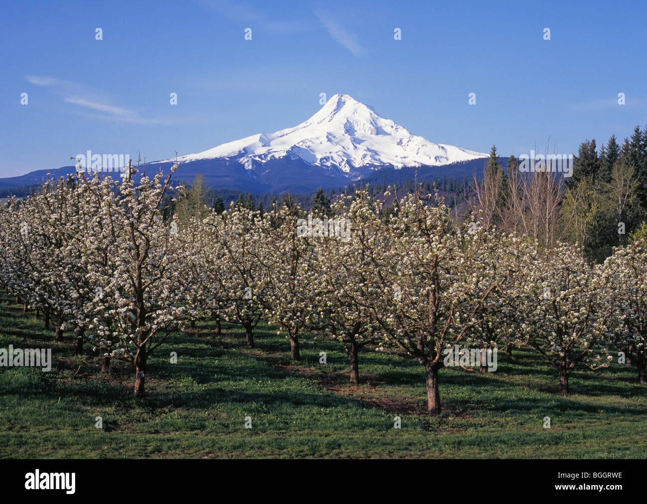 An apple orchard blooming in spring on the slopes of Mount Hood, Oregon ...