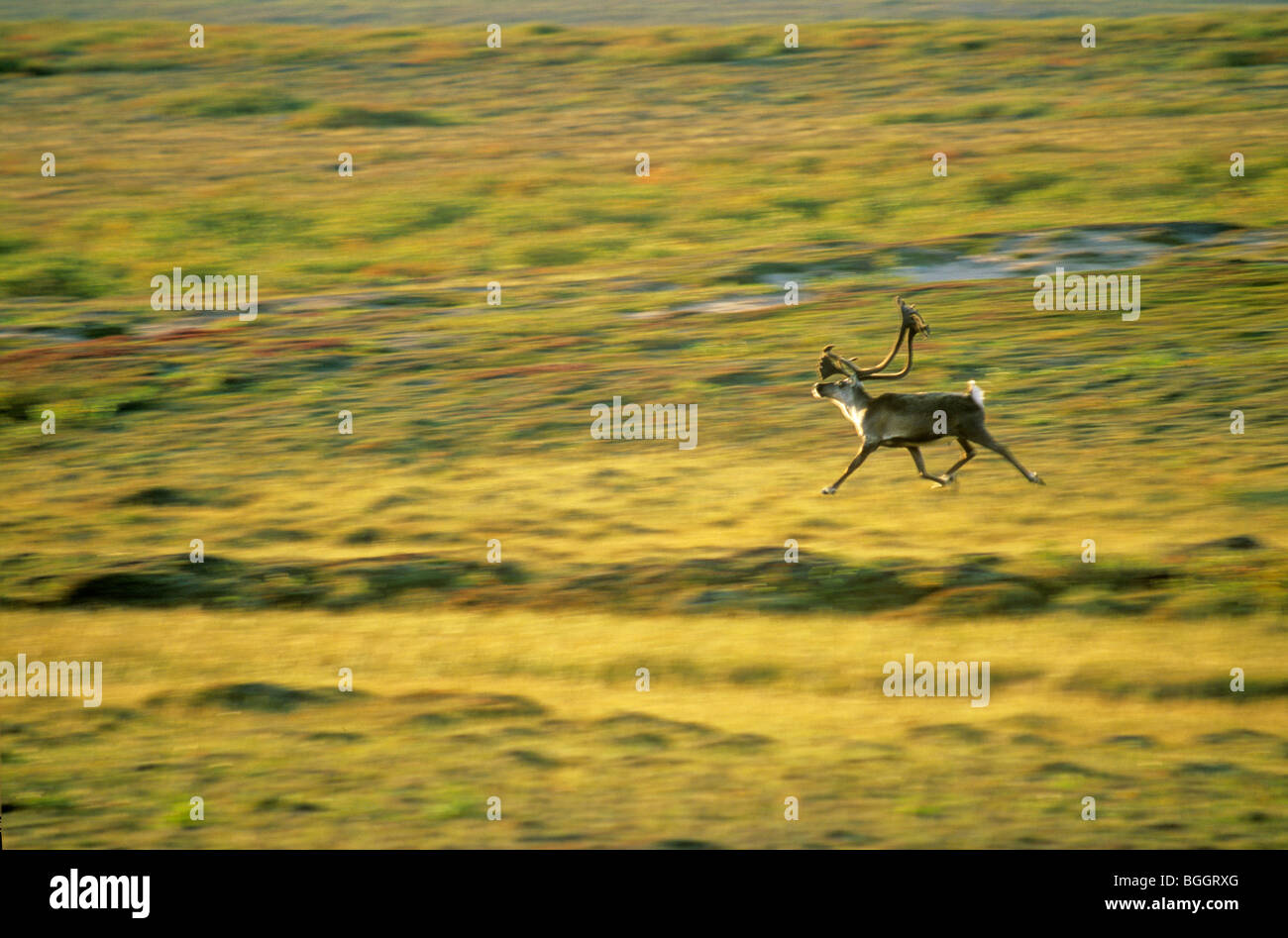 Bull caribou runs across tundra in Barrengrounds near Whitefish Lake, Northwest Territories, Canada Stock Photo